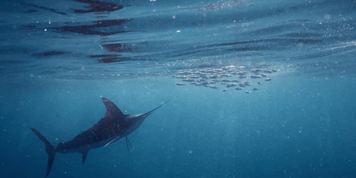 We Conquered the Lag: The Freewrite Firmware that Transforms Typing on E Ink